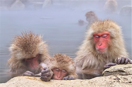 simsearch:859-07566201,k - Japanese monkeys Stock Photo - Rights-Managed, Code: 859-07310653