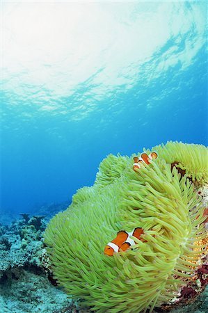 simsearch:859-07310804,k - Clownfish Stock Photo - Rights-Managed, Code: 859-07310682