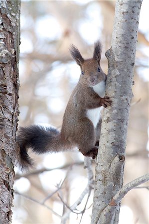 simsearch:859-07566201,k - Hokkaido Squirrel Stock Photo - Rights-Managed, Code: 859-07310690