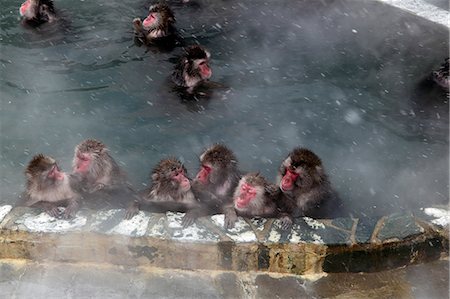 simsearch:859-07566201,k - Japanese monkeys Stock Photo - Rights-Managed, Code: 859-07310700