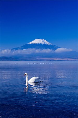 simsearch:859-07495596,k - Swan, Japan Stock Photo - Rights-Managed, Code: 859-07310738