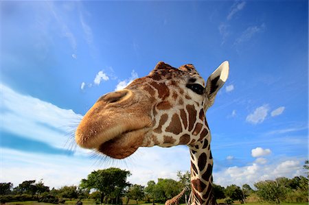 smiling animal - Giraffe, Africa Stock Photo - Rights-Managed, Code: 859-07310757