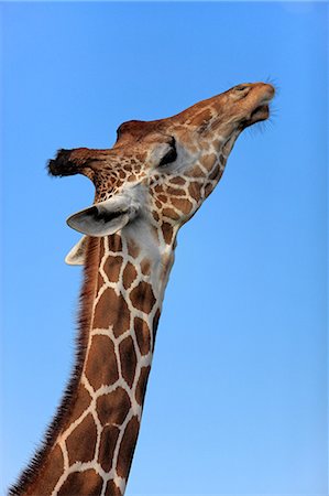 Giraffe, Africa Stock Photo - Rights-Managed, Code: 859-07310758