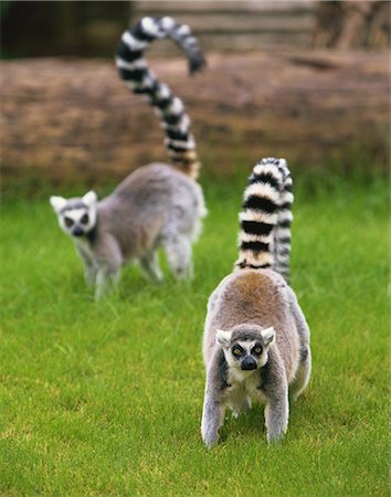 simsearch:859-07566201,k - Lemurs Stock Photo - Rights-Managed, Code: 859-07310751