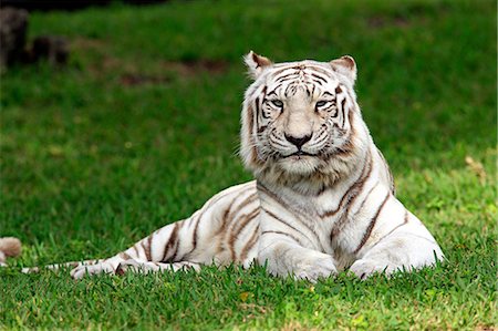 stalemate - Tiger, India Stock Photo - Rights-Managed, Code: 859-07310753