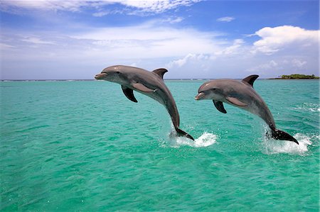 dolphins jumping - Dolphins, Honduras Stock Photo - Rights-Managed, Code: 859-07310767