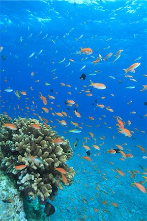 simsearch:859-07961889,k - Coral reef Stock Photo - Rights-Managed, Code: 859-07310802