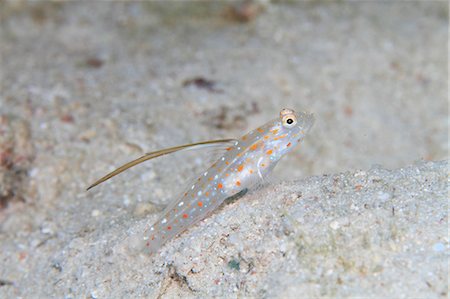 simsearch:859-07310804,k - Gold-Specked Prawn-Goby Stock Photo - Rights-Managed, Code: 859-07310839