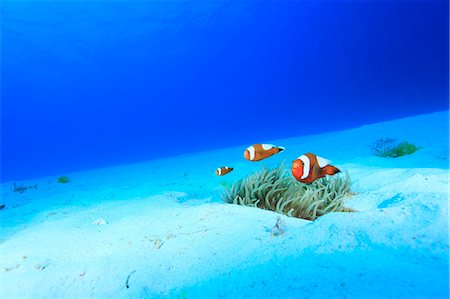 simsearch:859-07310804,k - Clownfish Stock Photo - Rights-Managed, Code: 859-07310843