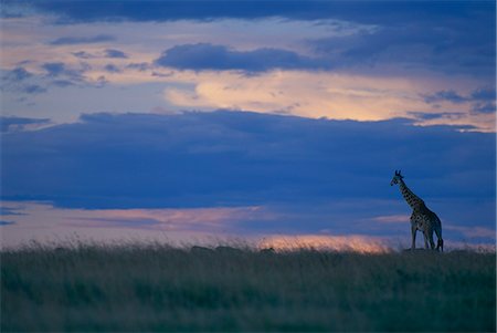 Masai giraffe Stock Photo - Rights-Managed, Code: 859-07310855