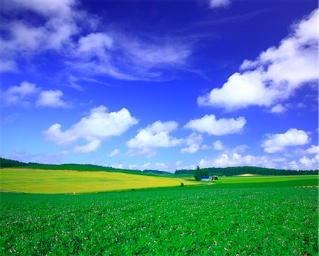 simsearch:622-06842402,k - potato fields, Hokkaido, Japan Foto de stock - Con derechos protegidos, Código: 859-07356219