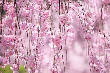 pink cherry blossom - Cherry blossoms Stock Photo - Rights-Managed, Code: 859-07356281