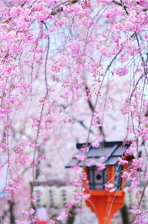 simsearch:859-07495665,k - Cherry blossoms Stock Photo - Rights-Managed, Code: 859-07356283