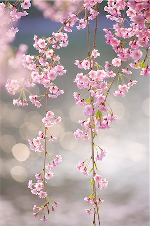 simsearch:859-07495665,k - Cherry blossoms Stock Photo - Rights-Managed, Code: 859-07356307