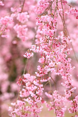 simsearch:859-07495665,k - Cherry blossoms Stock Photo - Rights-Managed, Code: 859-07356302