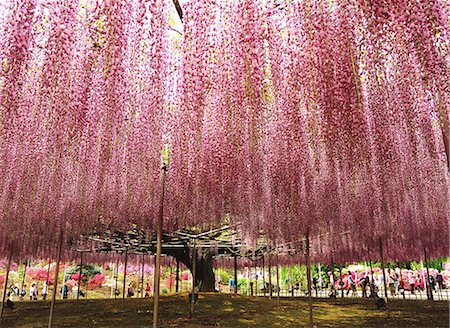 popular - Cherry blossoms Stock Photo - Rights-Managed, Code: 859-07356331