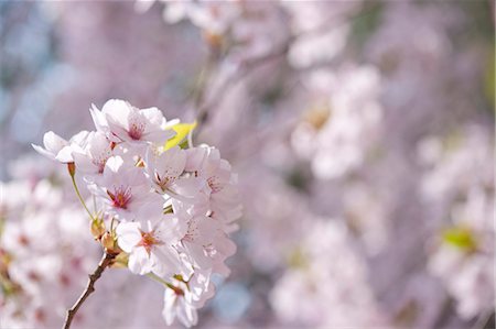 simsearch:859-07495665,k - Cherry blossoms Stock Photo - Rights-Managed, Code: 859-07356424