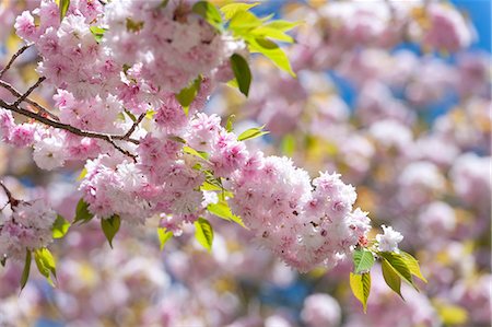 simsearch:859-07495665,k - Cherry blossoms Stock Photo - Rights-Managed, Code: 859-07356425