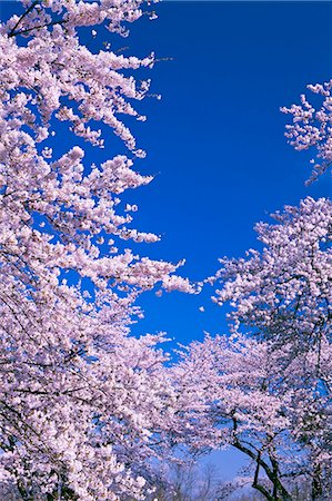 simsearch:859-07495665,k - Cherry blossoms Stock Photo - Rights-Managed, Code: 859-07356589
