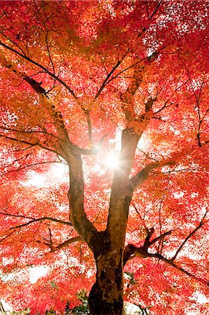 fall season leaves trees - Autumn colors Stock Photo - Rights-Managed, Code: 859-07441565