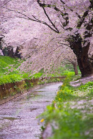 simsearch:859-07495665,k - Cherry blossoms Stock Photo - Rights-Managed, Code: 859-07441759