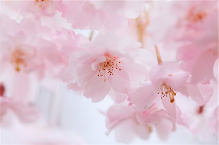 Cherry blossoms Stock Photo - Rights-Managed, Code: 859-07441766