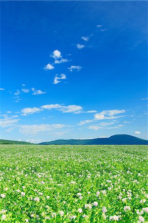 potato field - Flower field Stock Photo - Rights-Managed, Code: 859-07441867