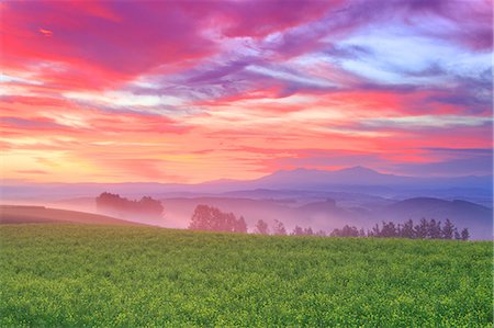 Flower field Stock Photo - Rights-Managed, Code: 859-07441879