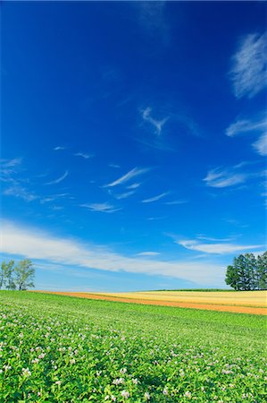 potato field - Grassland and sky Stock Photo - Rights-Managed, Code: 859-07441891