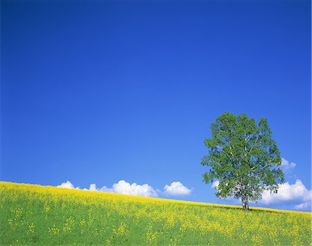 Tree on grassland Stock Photo - Rights-Managed, Code: 859-07441975