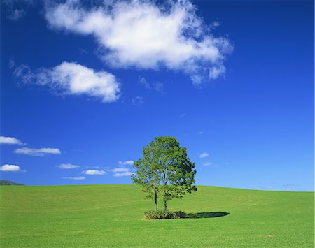 simsearch:859-03598857,k - Tree on grassland Stock Photo - Rights-Managed, Code: 859-07441983