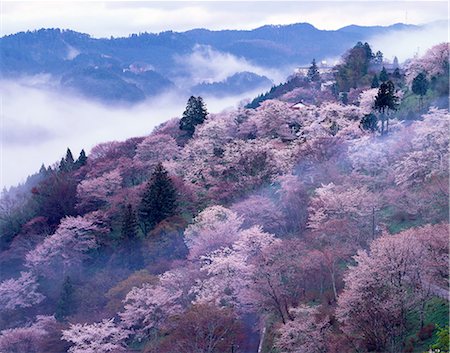 Cherry blossoms Stock Photo - Rights-Managed, Code: 859-07442005