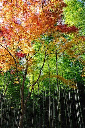 Autumn colors Photographie de stock - Rights-Managed, Code: 859-07442022
