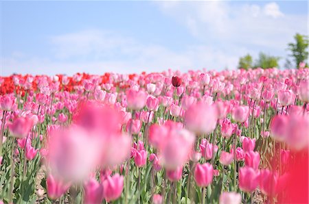 simsearch:622-06487475,k - Flower field Stock Photo - Rights-Managed, Code: 859-07442192