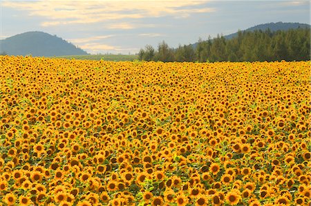 Sunflowers Stock Photo - Rights-Managed, Code: 859-07495304