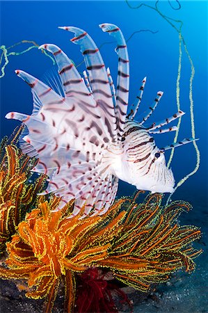 face underwater - Lionfish Stock Photo - Rights-Managed, Code: 859-07566176
