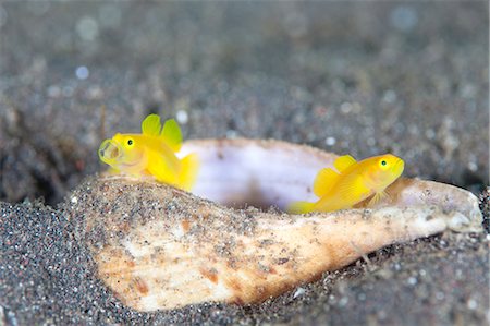 face underwater - Goby Stock Photo - Rights-Managed, Code: 859-07566171