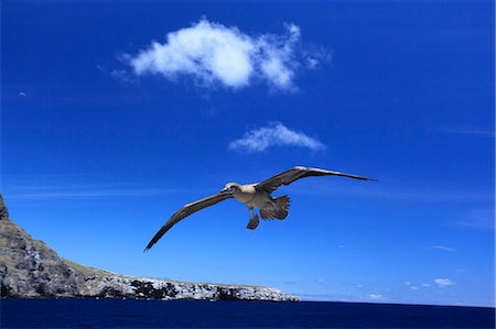 equator - Red-Footed Booby Stock Photo - Rights-Managed, Code: 859-07566258