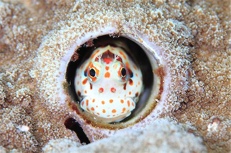 face underwater - Coral Reef Stock Photo - Rights-Managed, Code: 859-07566272