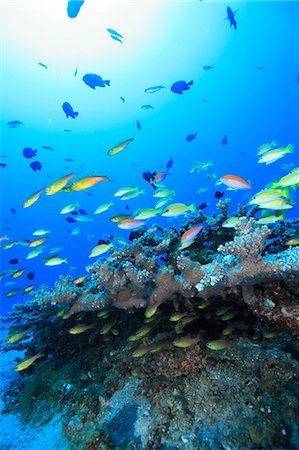 Coral Reef Stock Photo - Rights-Managed, Code: 859-07566297