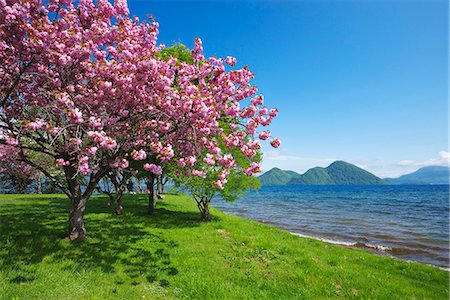 pink cherry blossom - Hokkaido, Japan Stock Photo - Rights-Managed, Code: 859-07783427