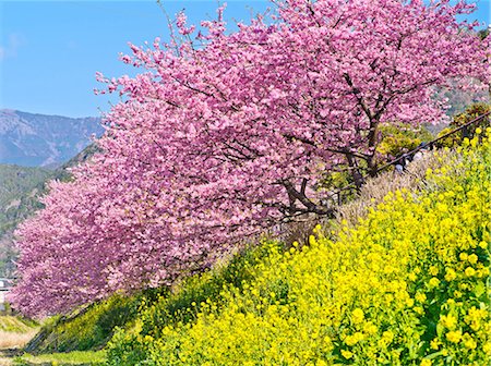 shizuoka - Cherry blossoms Stock Photo - Rights-Managed, Code: 859-07845761