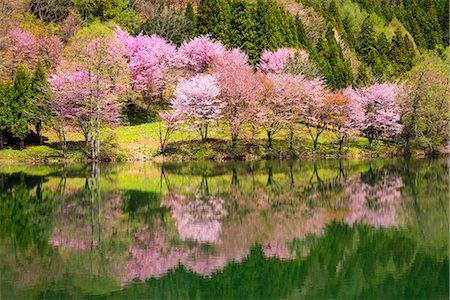 flower with reflection - Cherry blossoms Stock Photo - Rights-Managed, Code: 859-07845804