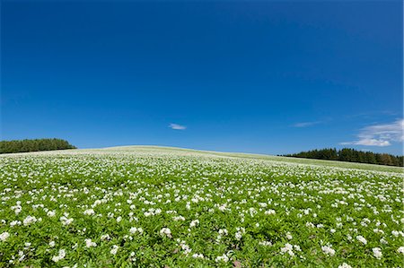 potato field - Flower garden and sky Stock Photo - Rights-Managed, Code: 859-07845892