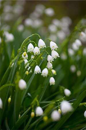 simsearch:622-06809313,k - Lily of the Valley Stock Photo - Rights-Managed, Code: 859-07845907