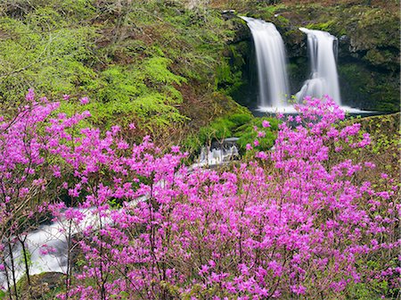 flowers in water - Yamanashi Prefecture, Japan Stock Photo - Rights-Managed, Code: 859-07845959