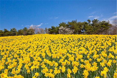 daffodil flower - Flower garden and sky Stock Photo - Rights-Managed, Code: 859-07845976