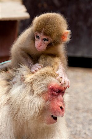 simsearch:622-06809313,k - Snow Monkeys Stock Photo - Rights-Managed, Code: 859-07961765