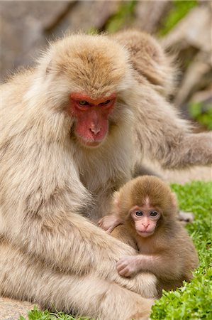 simsearch:622-06809313,k - Snow Monkeys Stock Photo - Rights-Managed, Code: 859-07961766