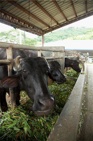 farming (raising livestock) - Buffaloes Stock Photo - Rights-Managed, Code: 859-07961771